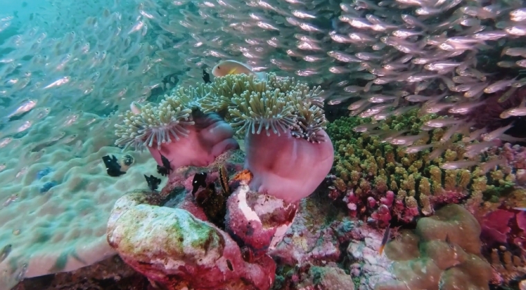Biyoçeşitlilik