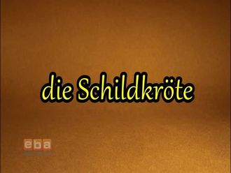 die Schildkröte