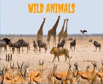 32 - Wild Animals