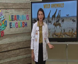 27 - Wild Animals