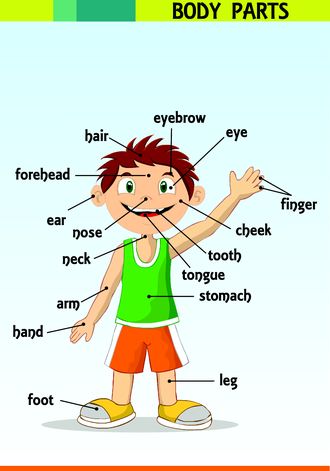 Body Parts