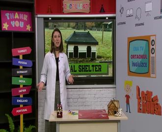 74 - The Animal Shelter