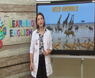 24 - Wild Animals - 1